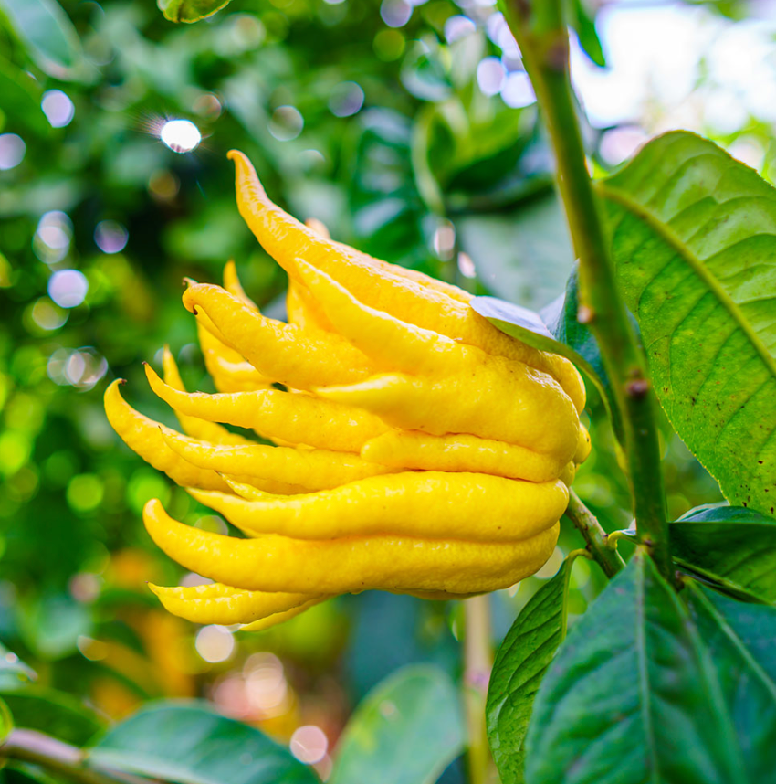 Buddha’s Hand Citron 15G