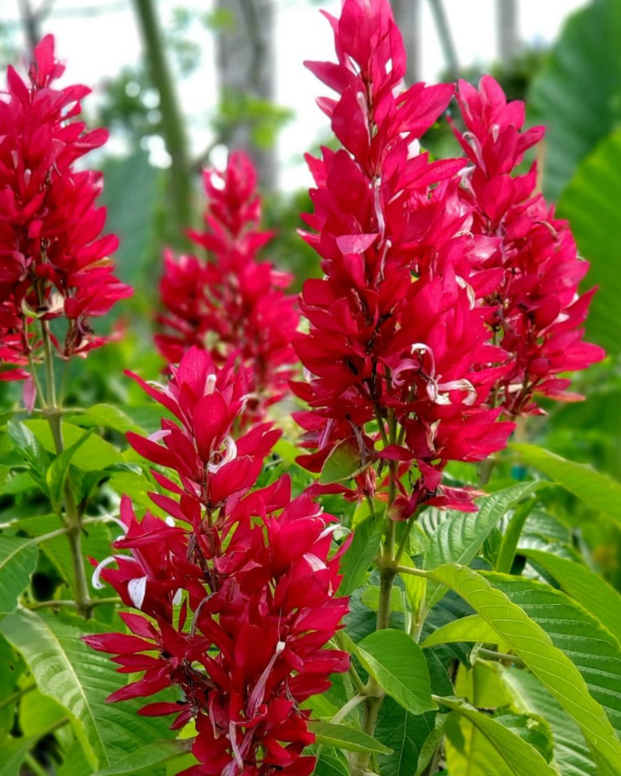 Brazilian Red Cloak 15G