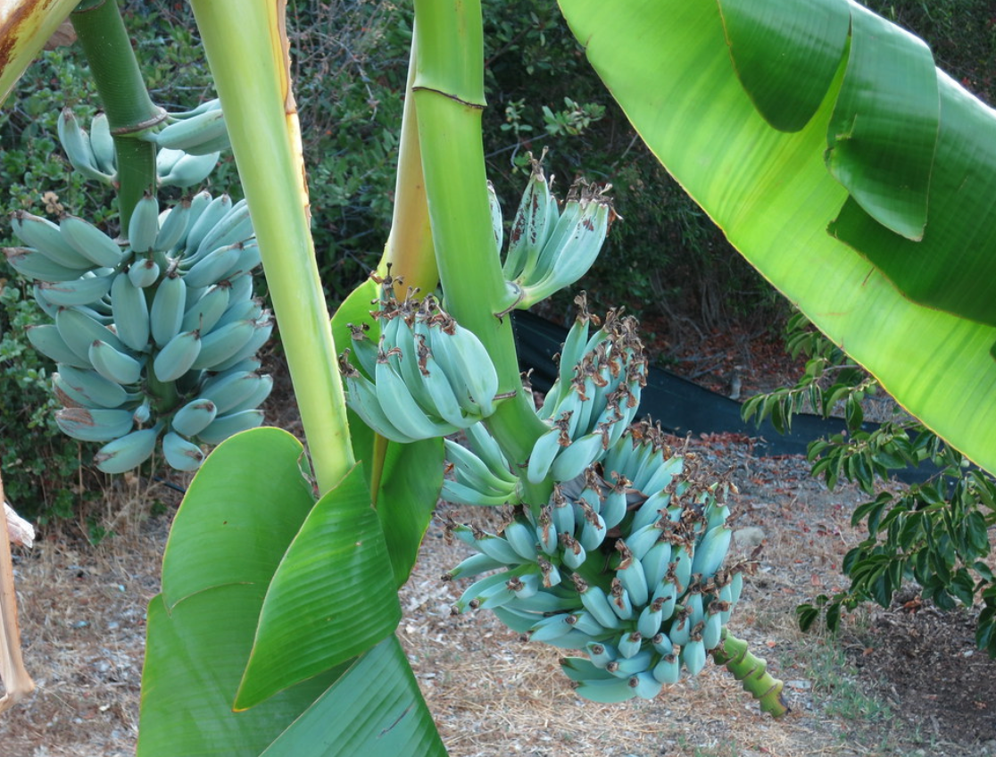 Blue Java Banana Tree 15G