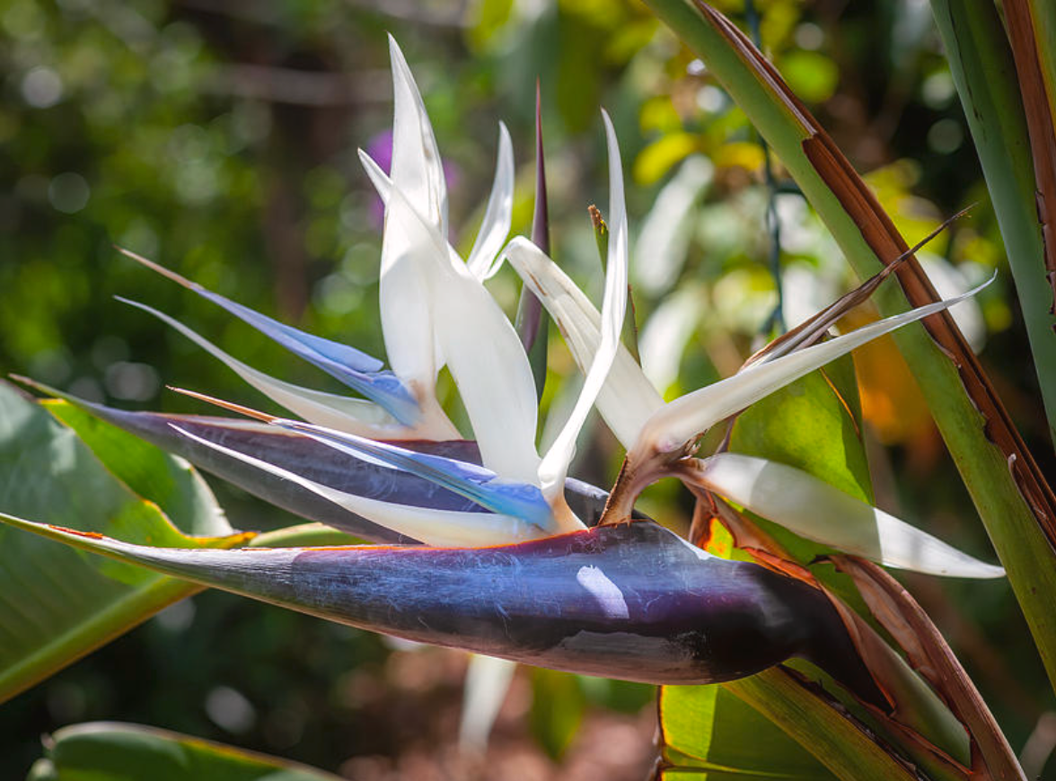 White Bird Of Paradise 15G