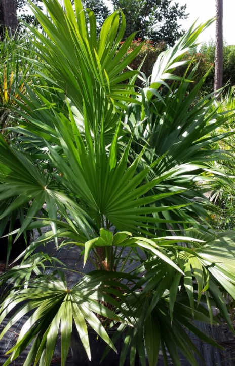 Carnarvon Fan Palm 200G