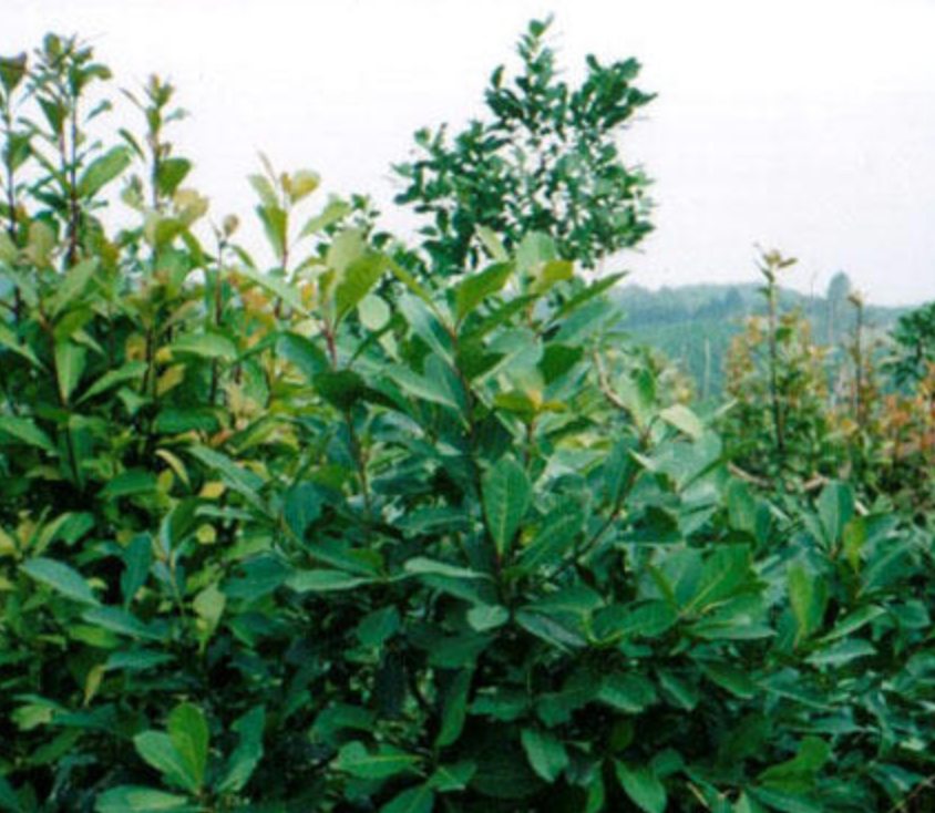 Yerba Mate Tree 45G