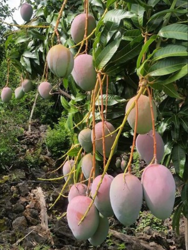 Dwarf Hawaiian Mango Tree 15G