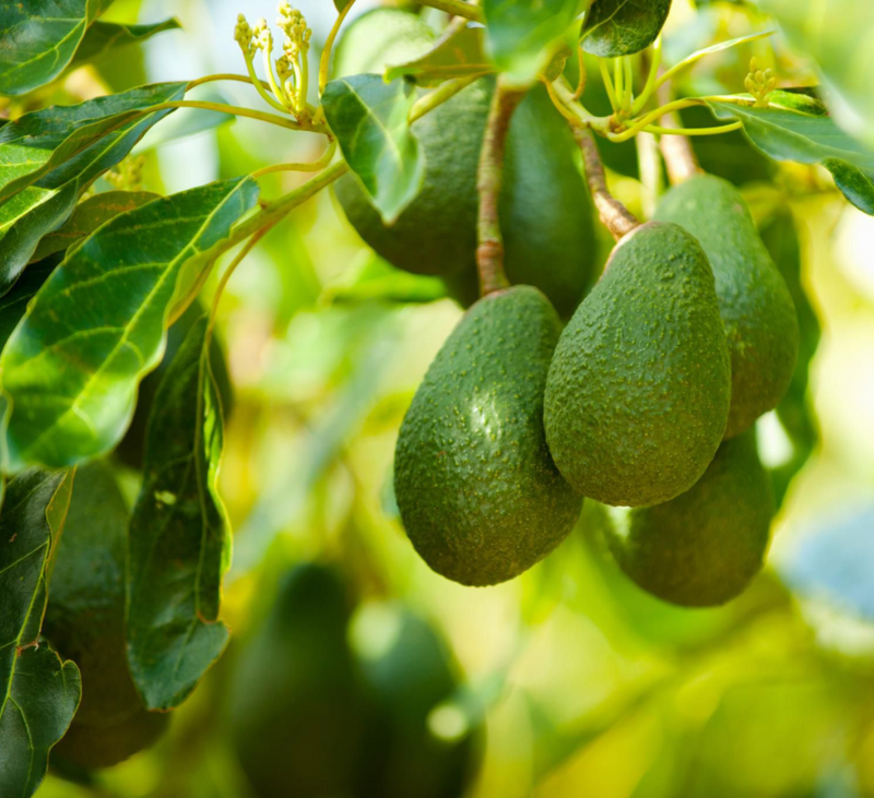 Avocado Tree 15G
