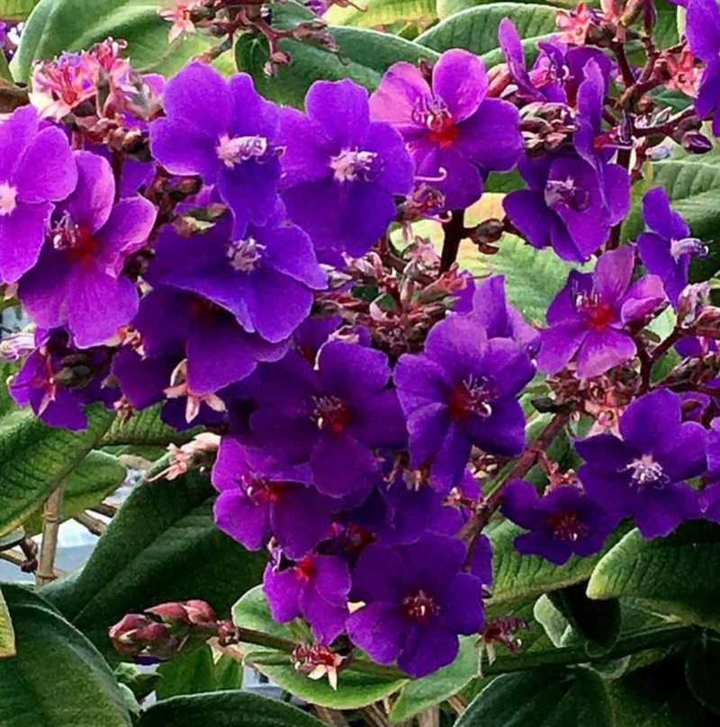 Tibouchina Tree 45G