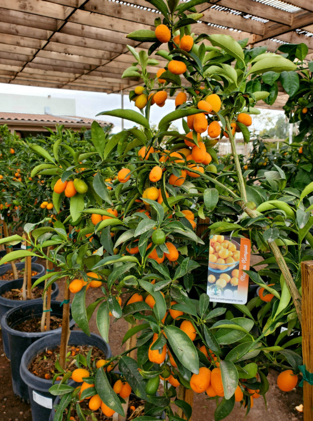 Nagami Kumquat Tree 15G