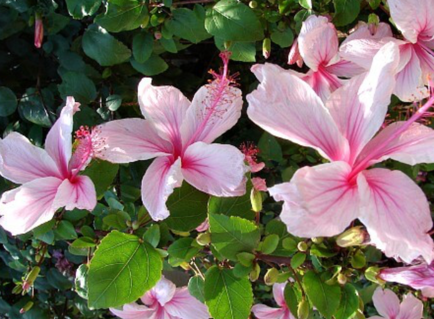 Weeping Hibiscus 25G