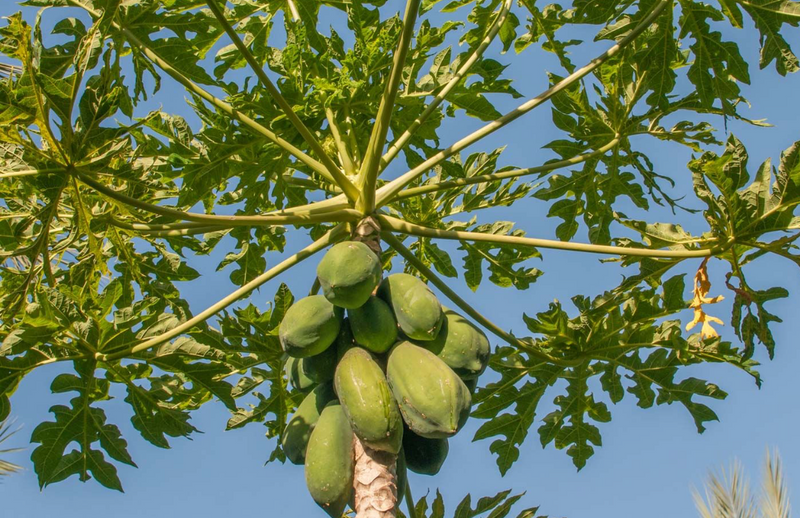 Papaya Tree 15G