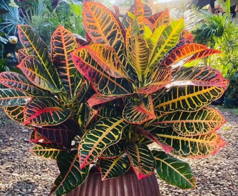Croton ‘Petra' 15G