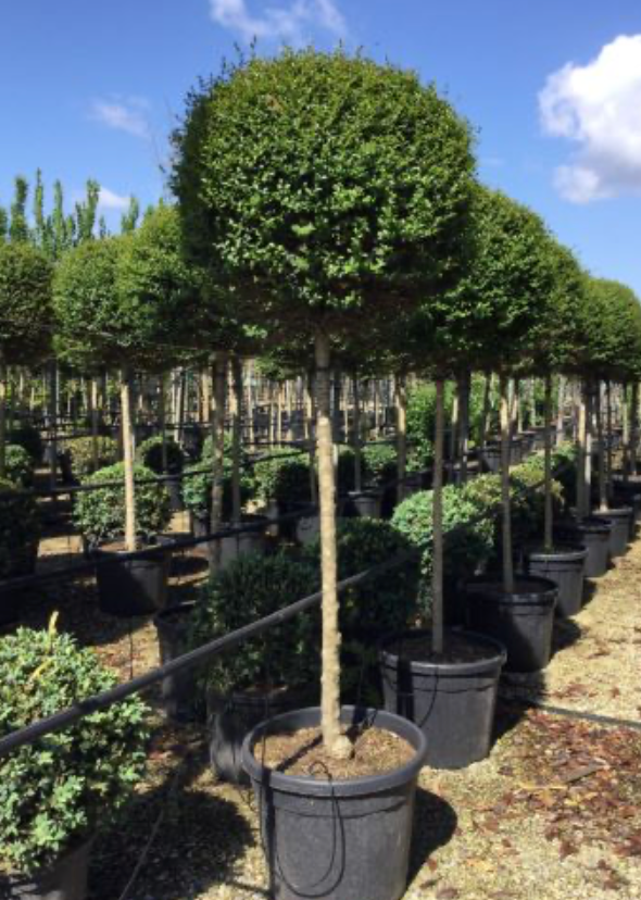 Spartan Pompom Topiary 15G