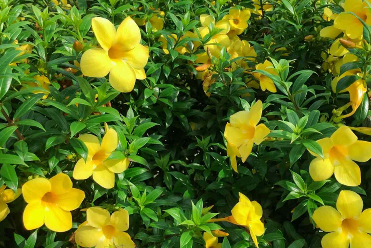 Allamanda Vine (Yellow) 15G