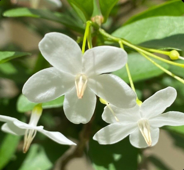 Water Jasmine 15G