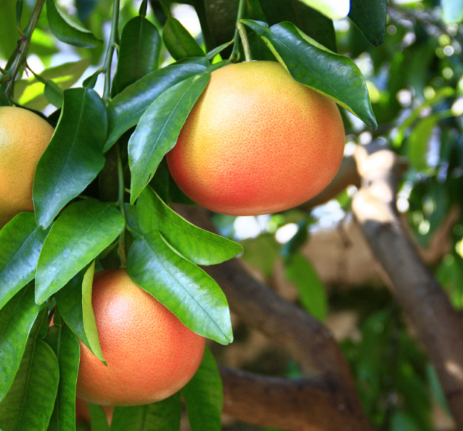 Grapefruit 'Ruby Red’ Tree 15G