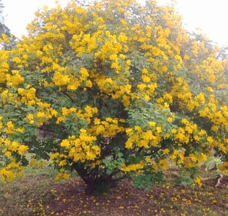 Christmas Cassia Tree 15G