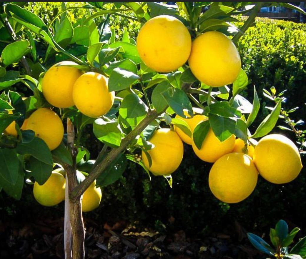 Meyer Lemon Tree 15G