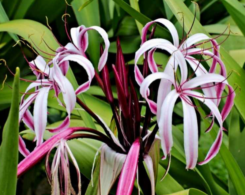 Crinum Lily ‘Multi' 15G