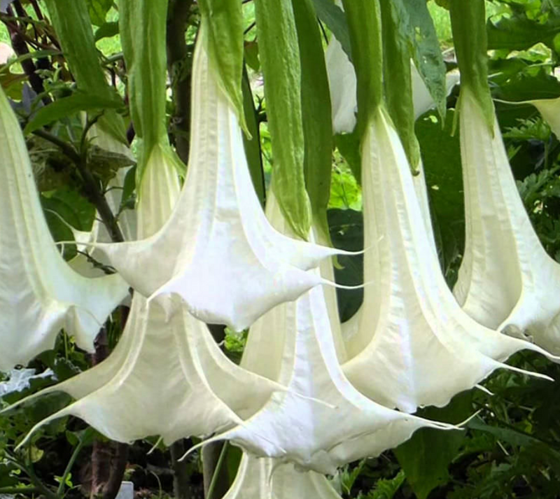 Angel’s Trumpet 15G