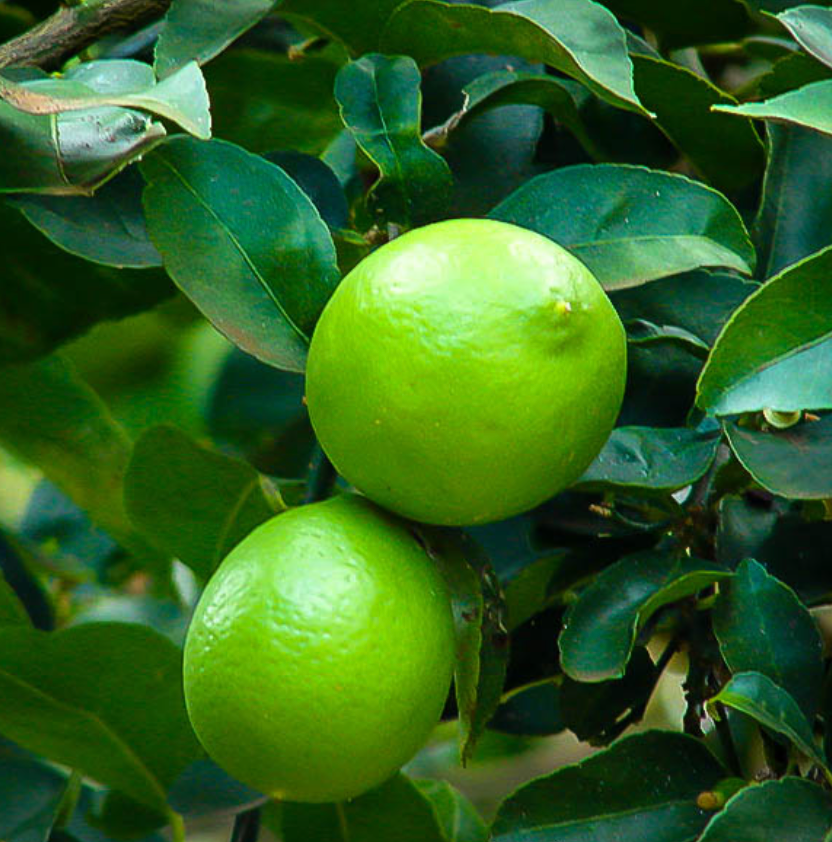 Persian Lime Tree 15G