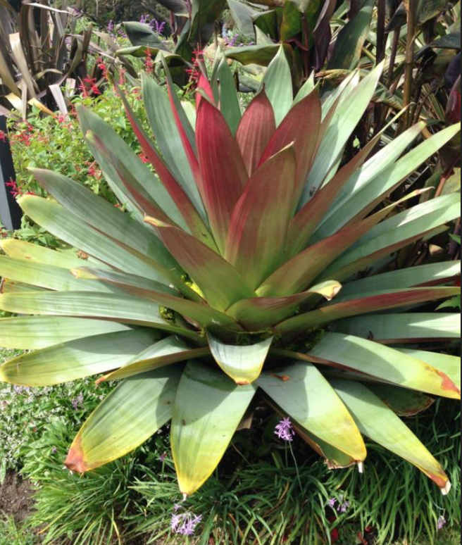 Bromeliad Imperialis 15G