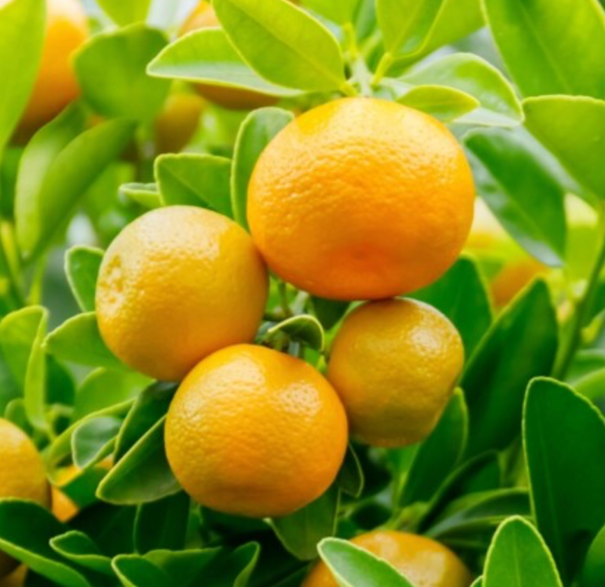 Calamondin Orange Tree 15G