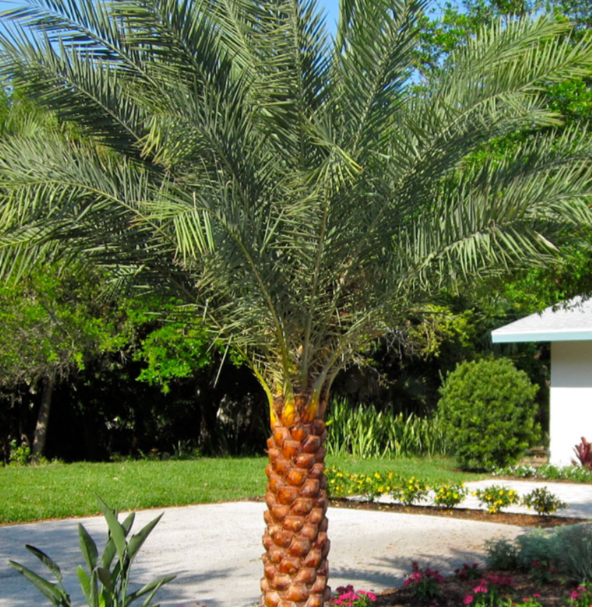 Sylvester Palm 200G