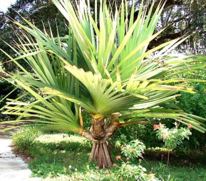 Palm Screw Pine 200G