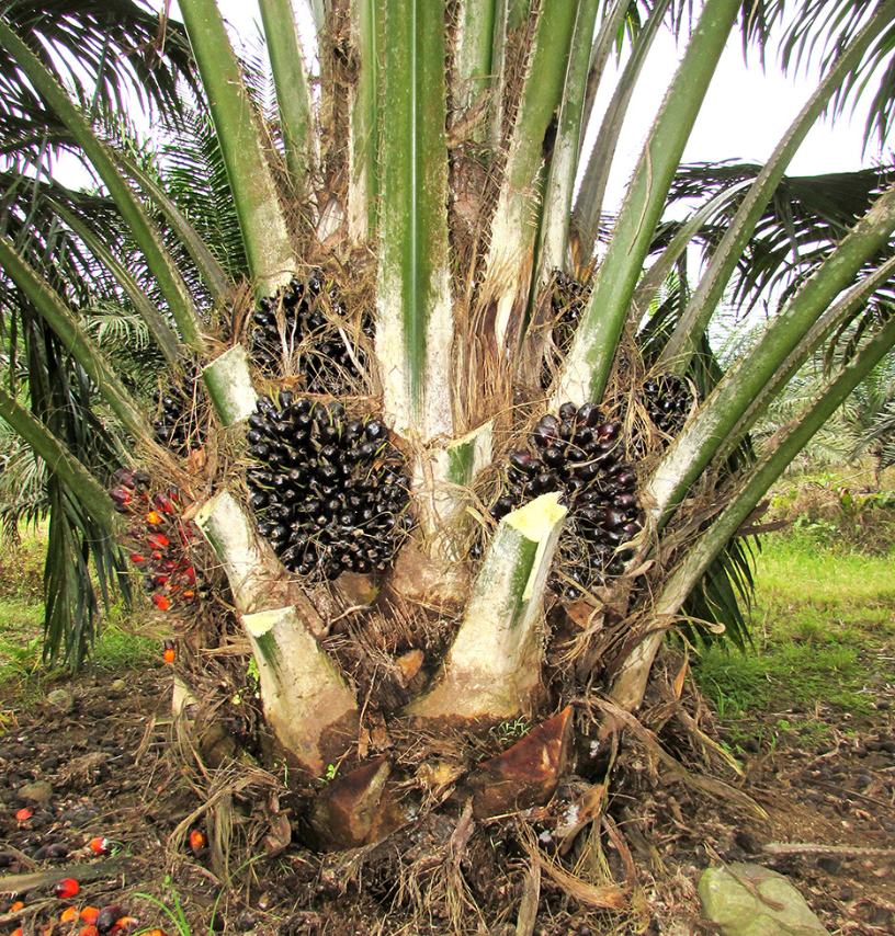 African Oil Palm Tree 200G