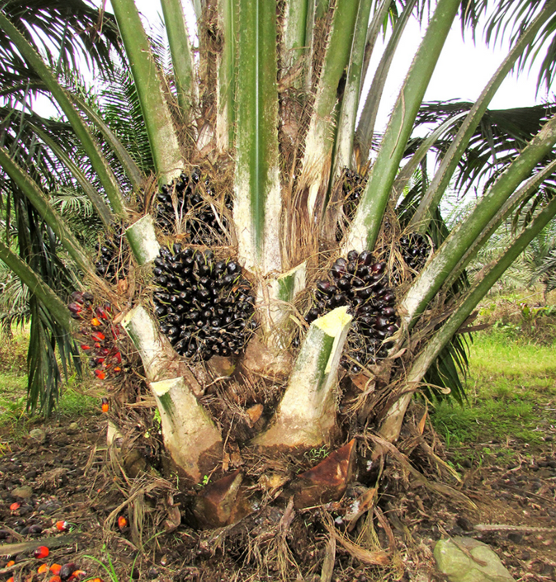 African Oil Palm Tree 200G