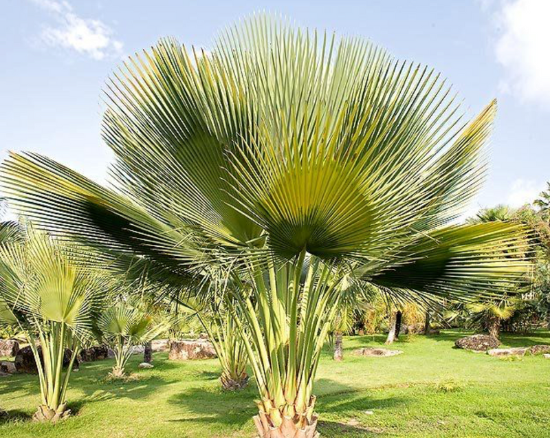 Yarey Palm 200G