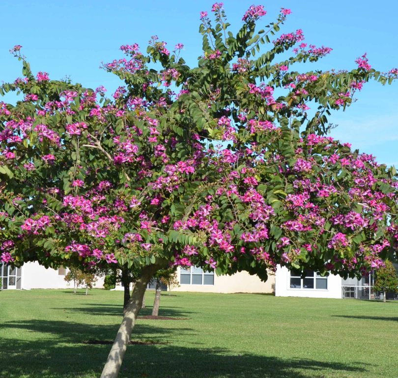 Hong Kong Orchid Tree 30G