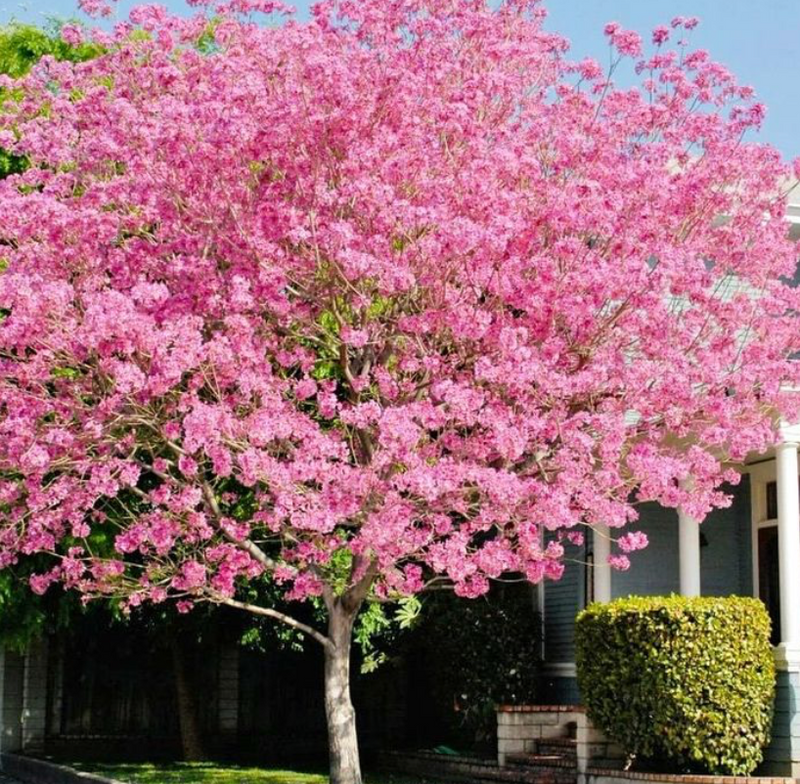Pink Tabebuia Tree 45G
