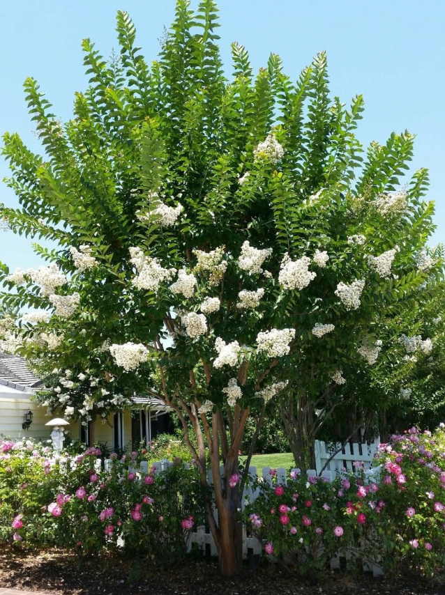 White Crape Myrtle Tree 25G