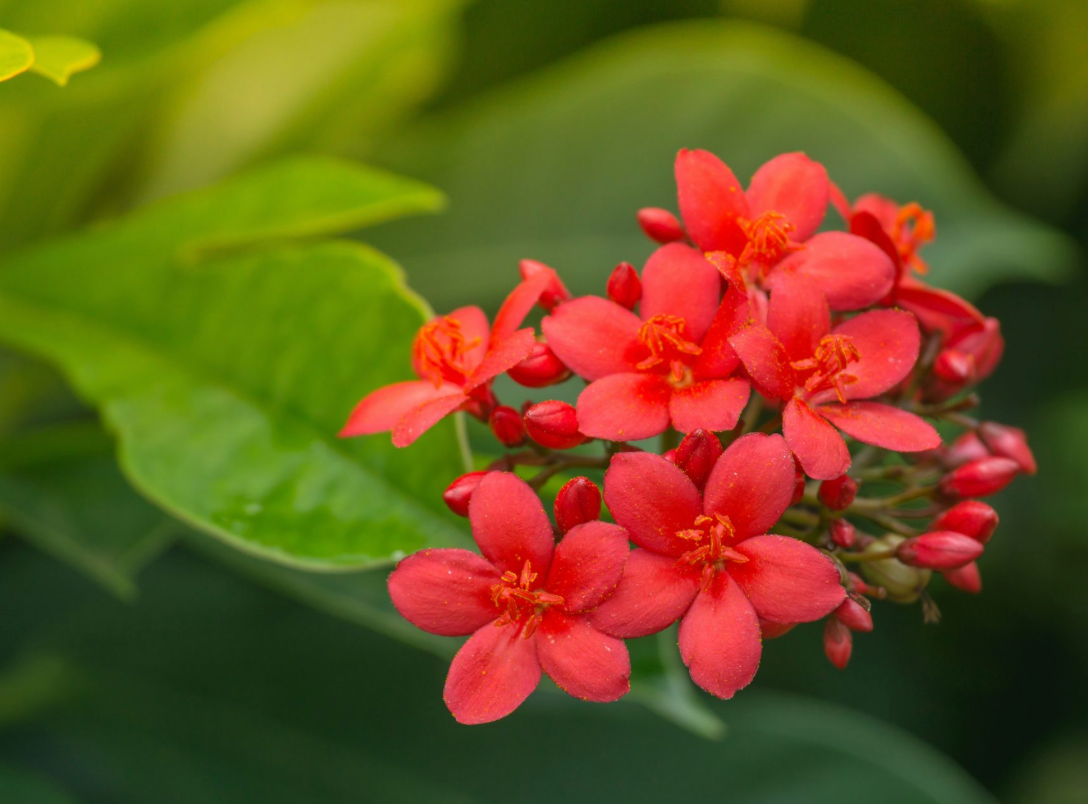 Jatropha Plant STD 7G