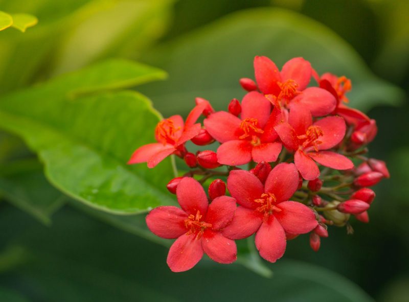 Jatropha Plant STD 7G