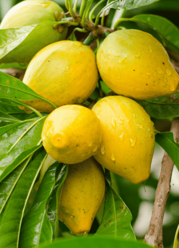 Bruce Canistel Tree 25G