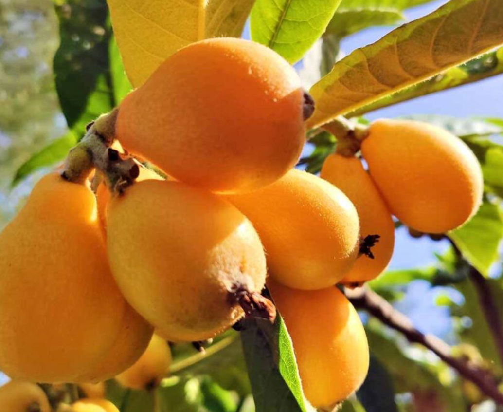 Loquat Fruit Tree 25G