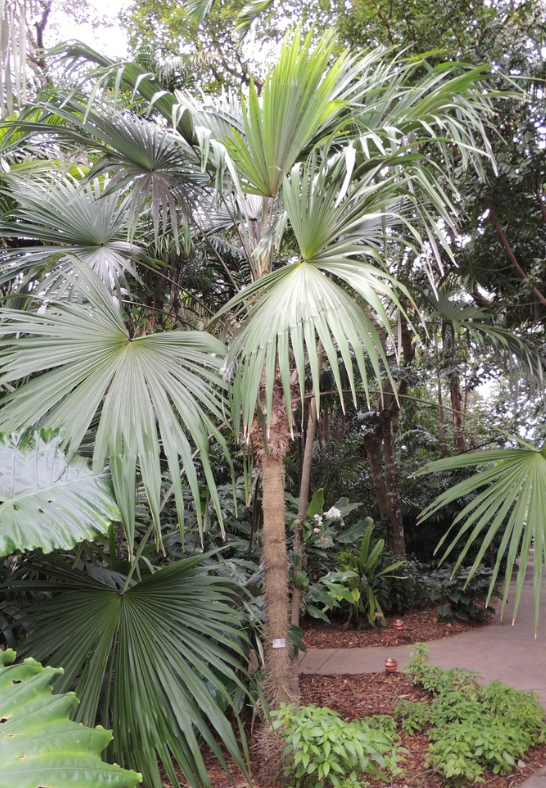 Root Spine Palm 25G