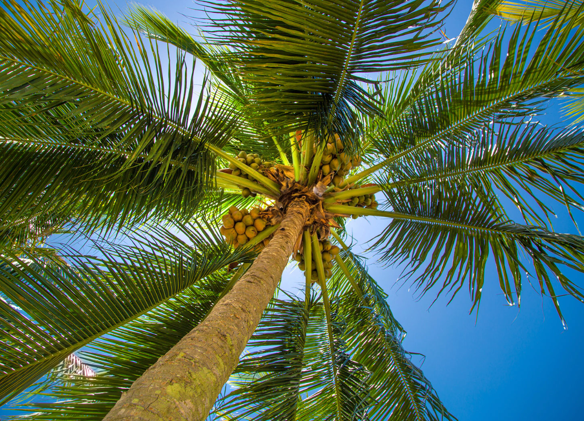 Coconut Palm Tree 25G