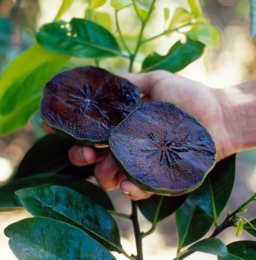 Black Sapote Tree 25G