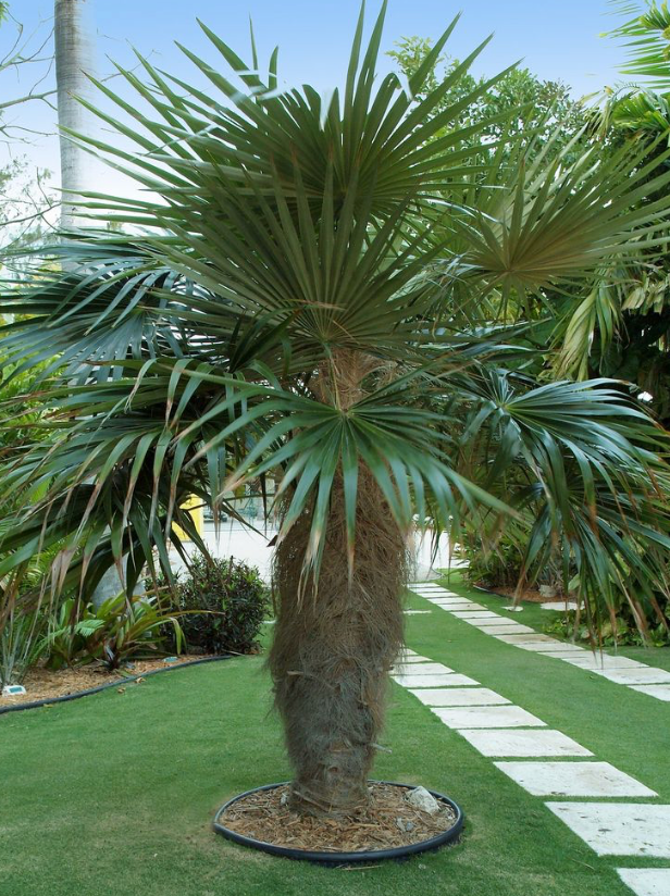 Old Man Palm Tree 25G