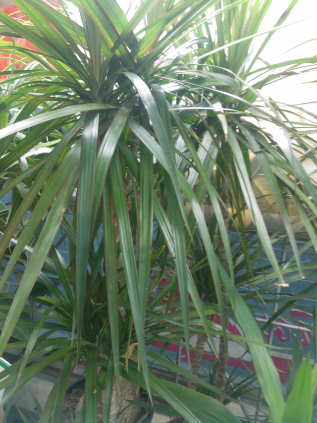 Dracaena 25G