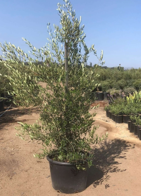 Olive Tree 25G