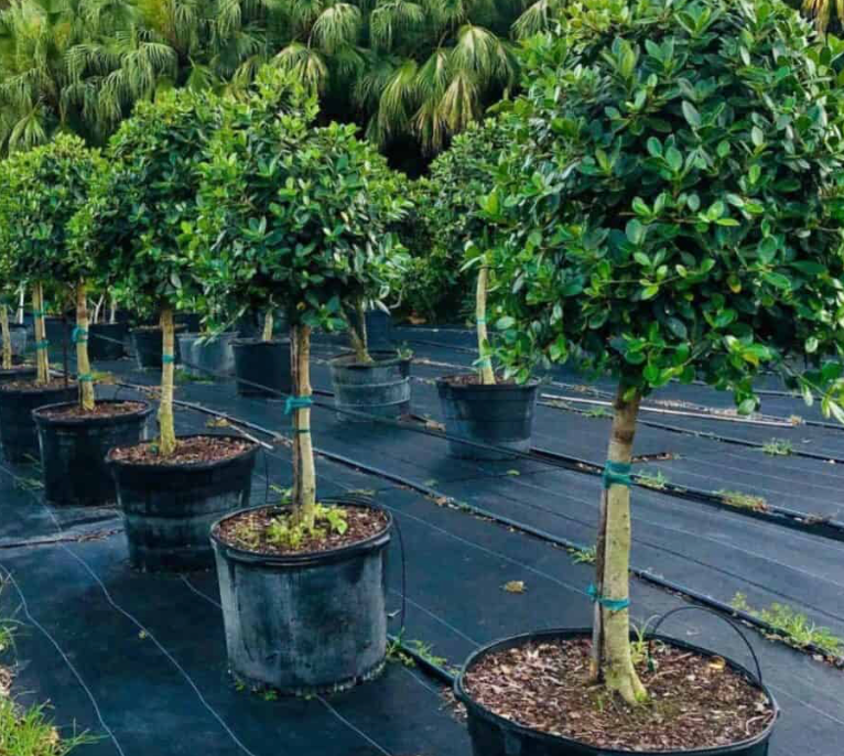 Green Island Ficus Topiary 25G