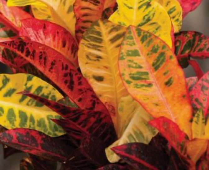 Croton AFD-5 25G