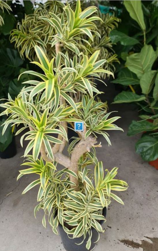 Song of India Dracaena 25G
