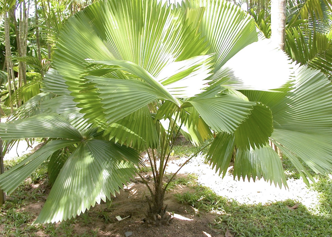 Swamp Fan Palm 25G