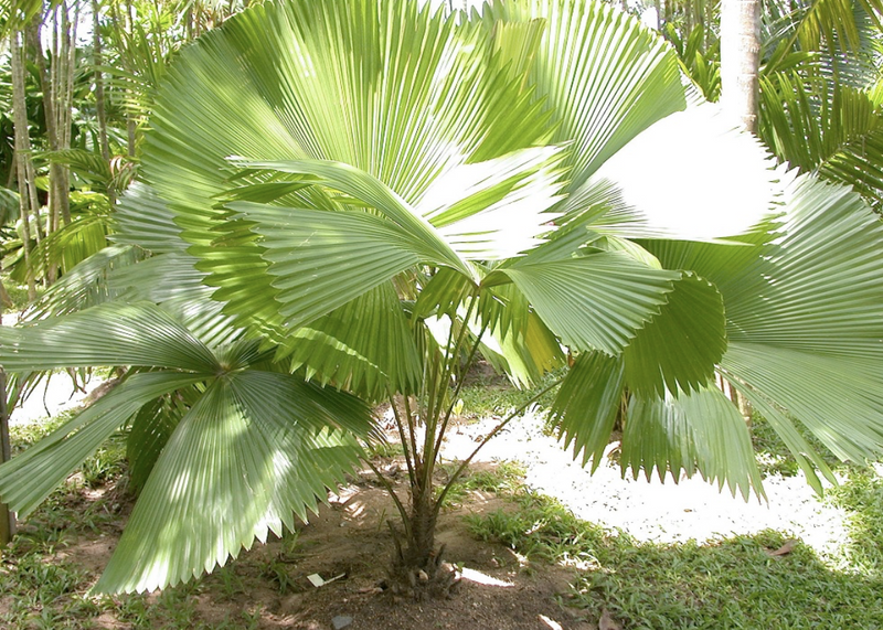 Swamp Fan Palm 25G