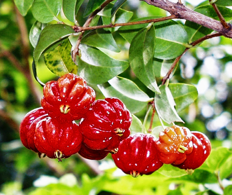 Surinam Cherry Tree 25G