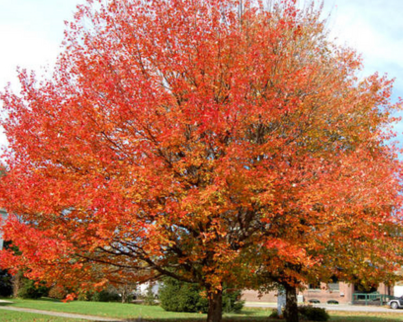 Florida Red Maple Tree 25G