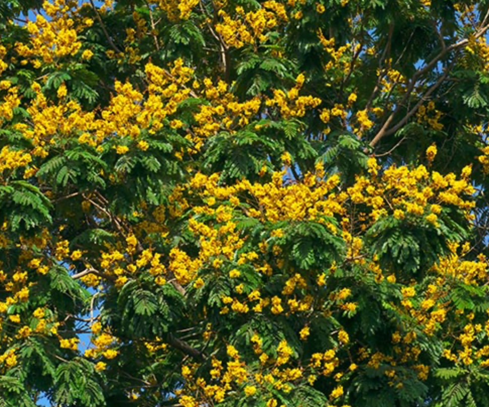 Brazilian Ironwood Tree 25G